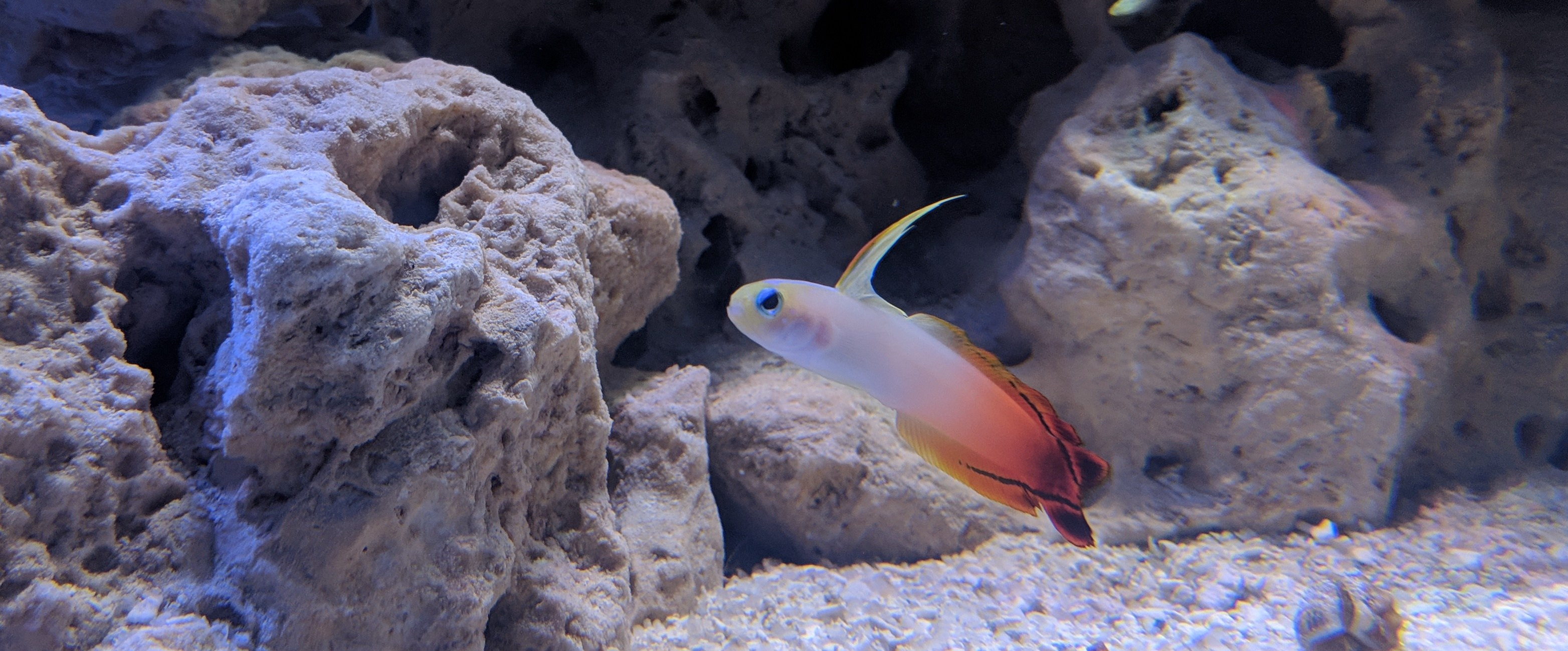 goby10