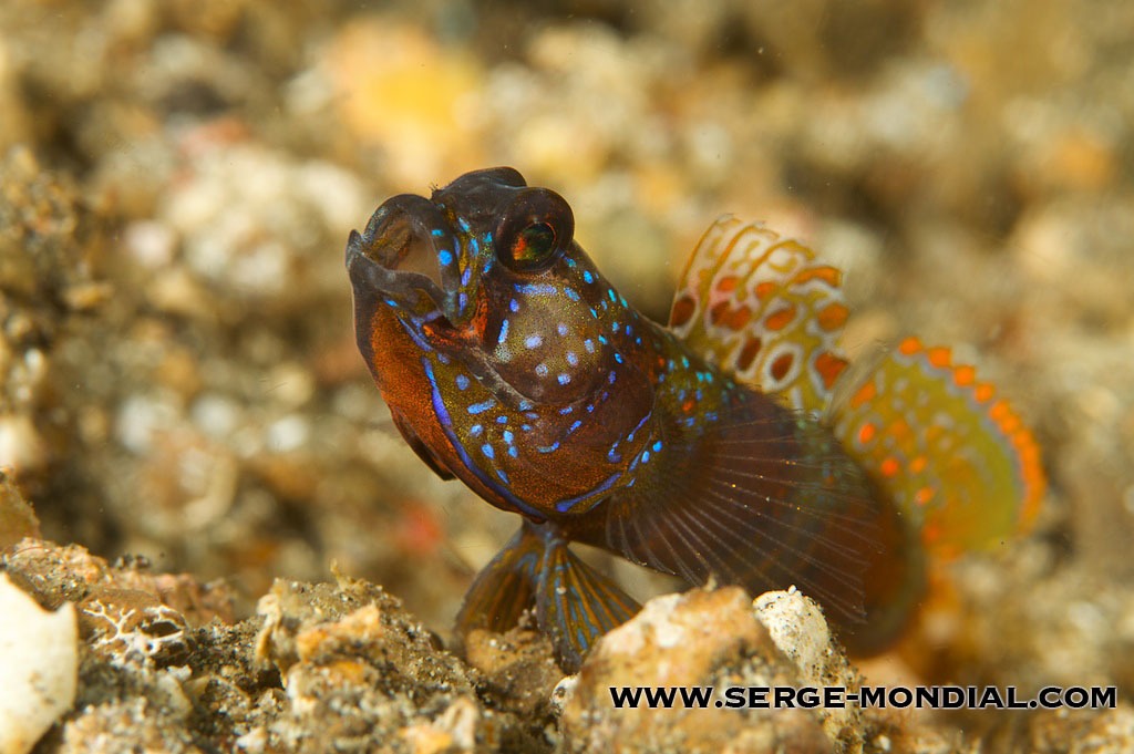 goby11