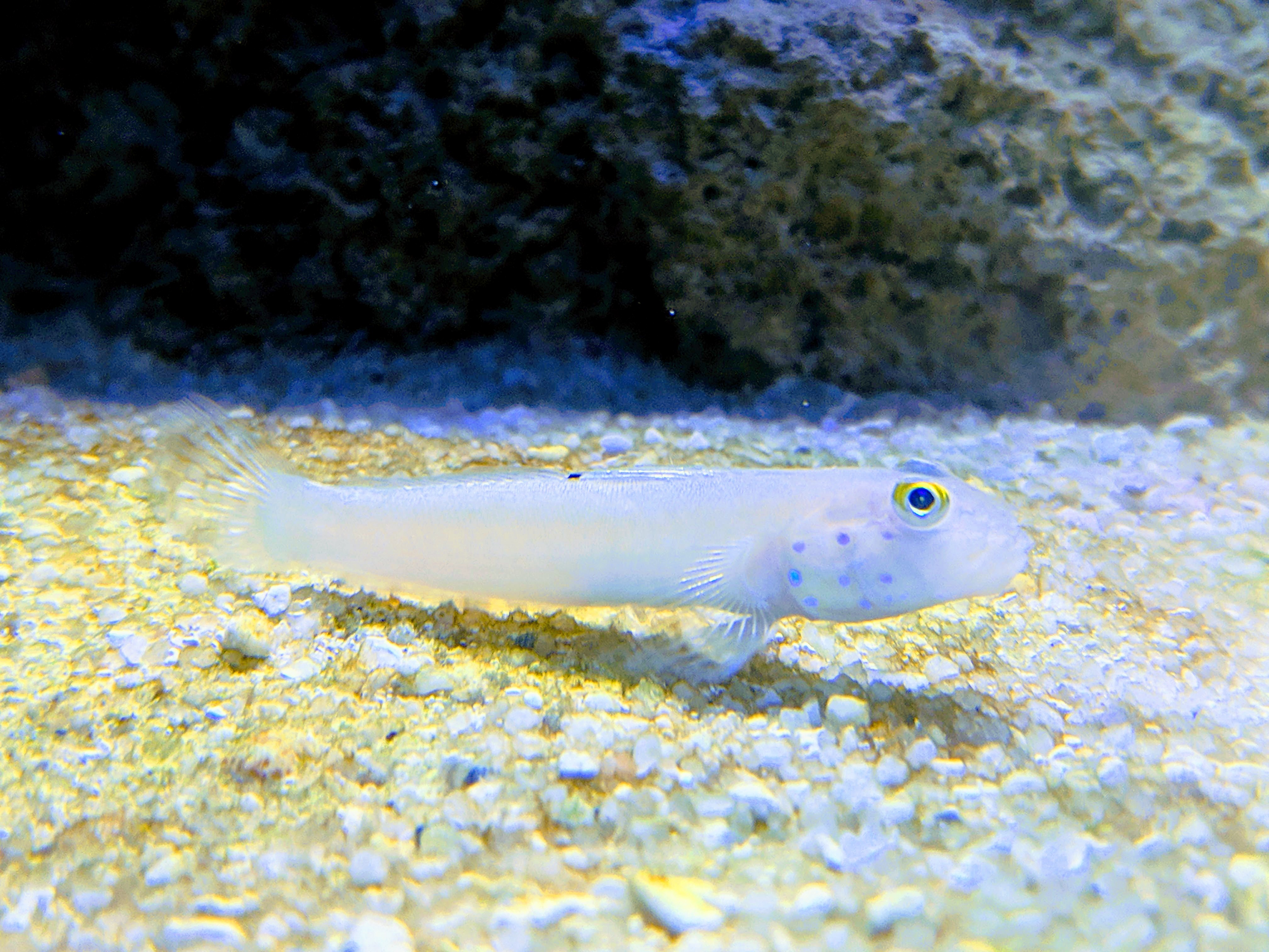 goby12