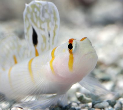 goby13
