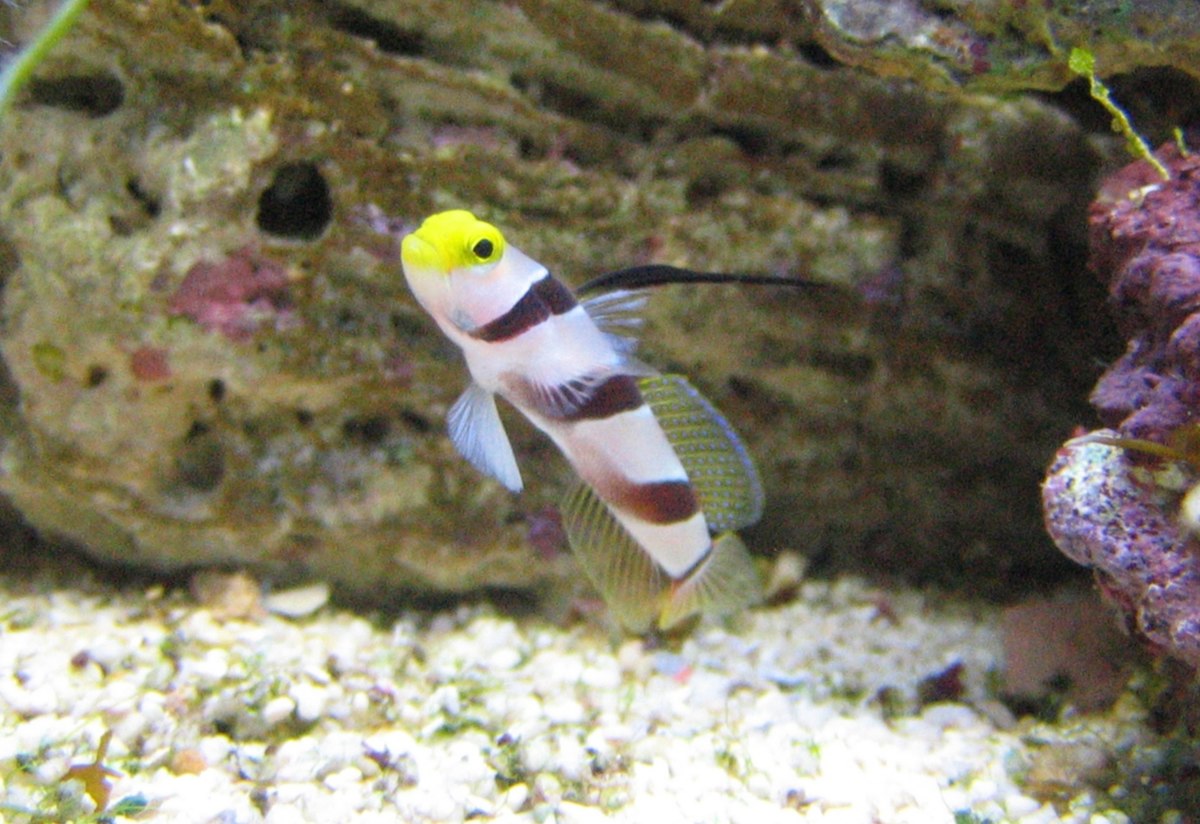 goby14