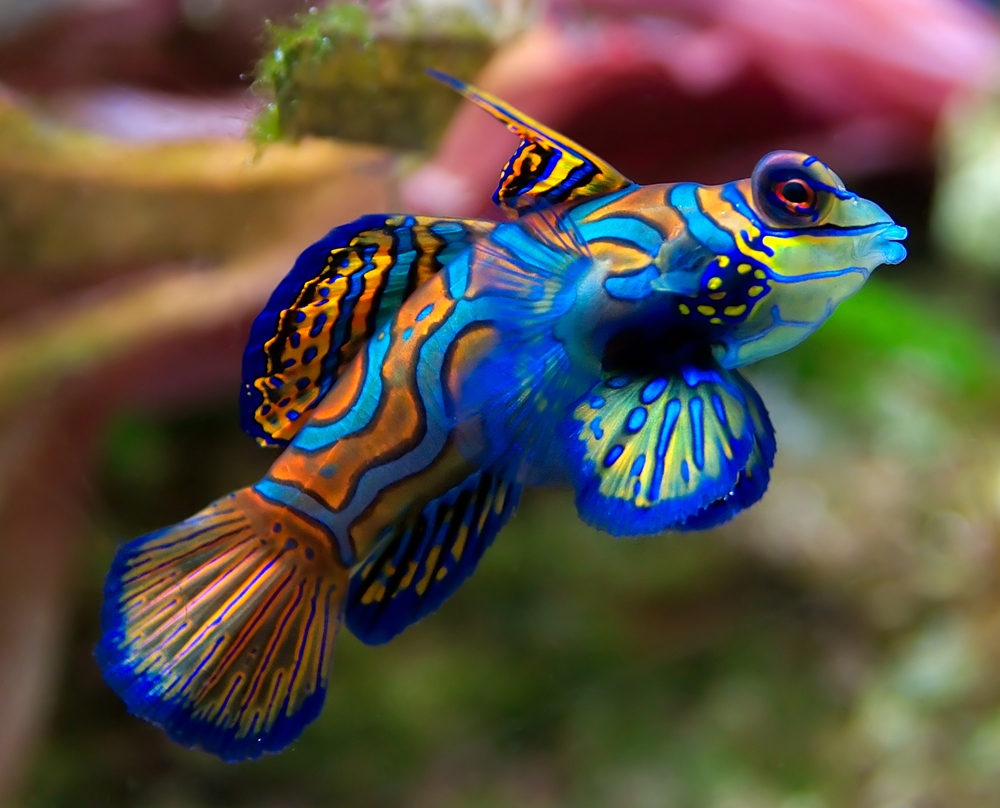 goby9